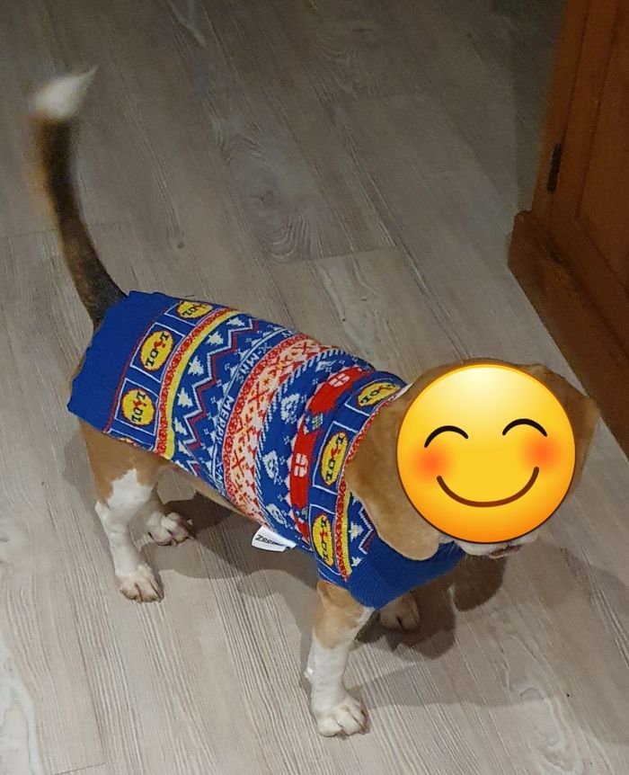 Pull de Noël pour chien Lidl - photo numéro 3
