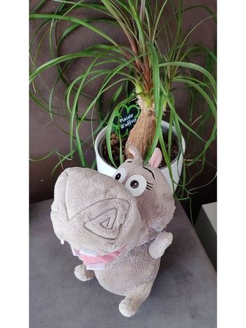 Peluche Gloria film Madagascar