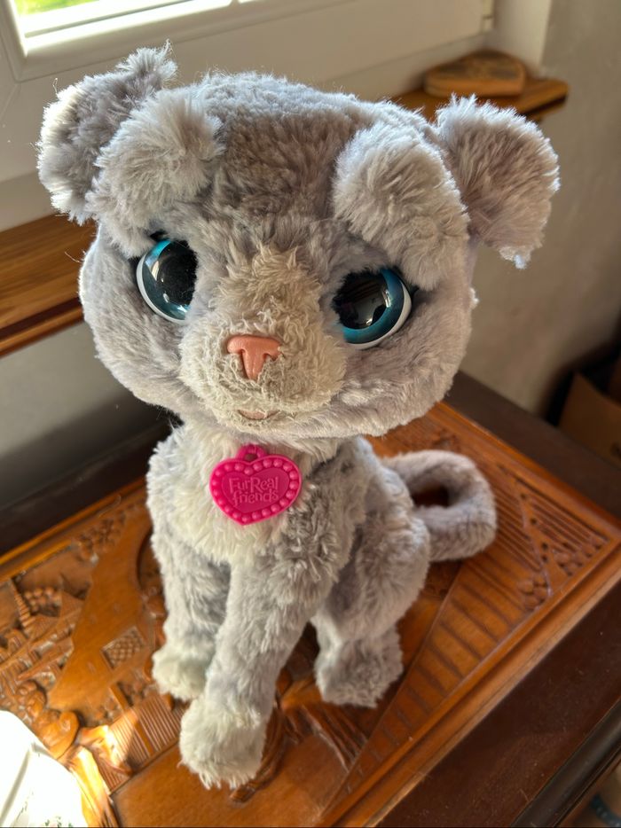 Chat fur réal  friends