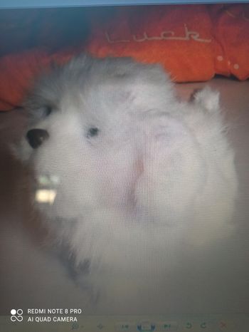 Chien qui marche et aboie