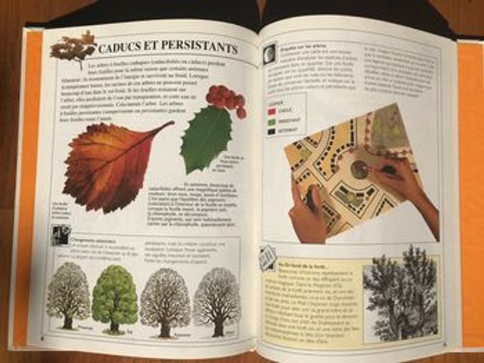 « Pleins feux sur » Les arbres - Gamma Jeunesse - photo numéro 4