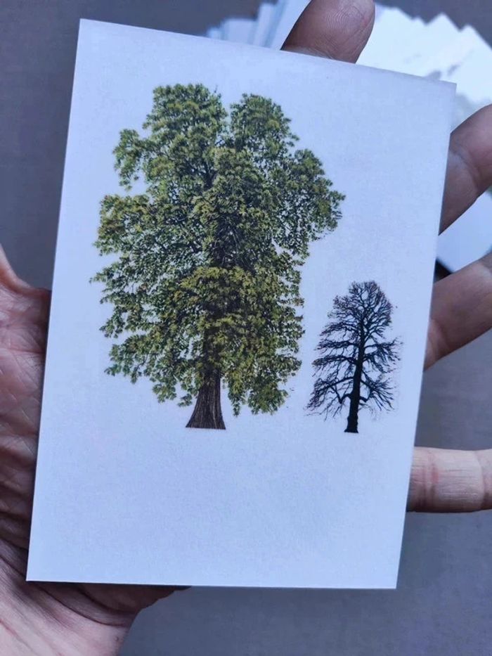 48 cartes de nomenclature recto verso des arbres - photo numéro 5