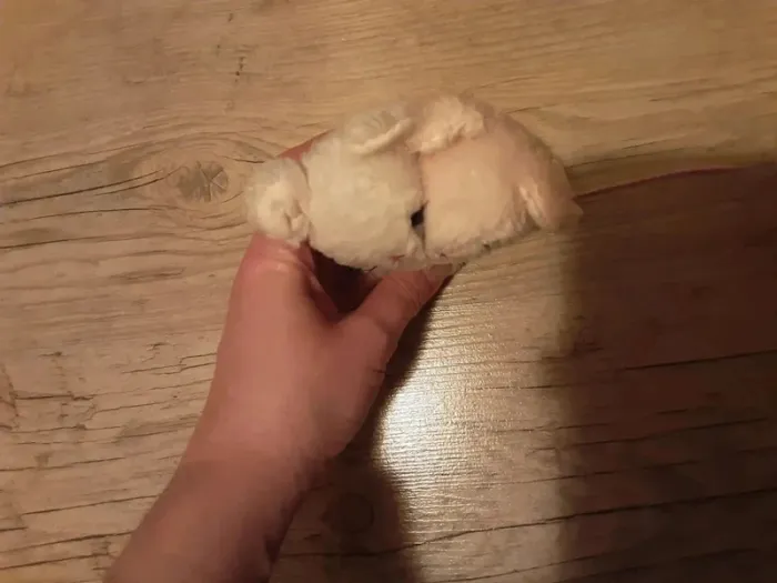 Couple de souris - photo numéro 3