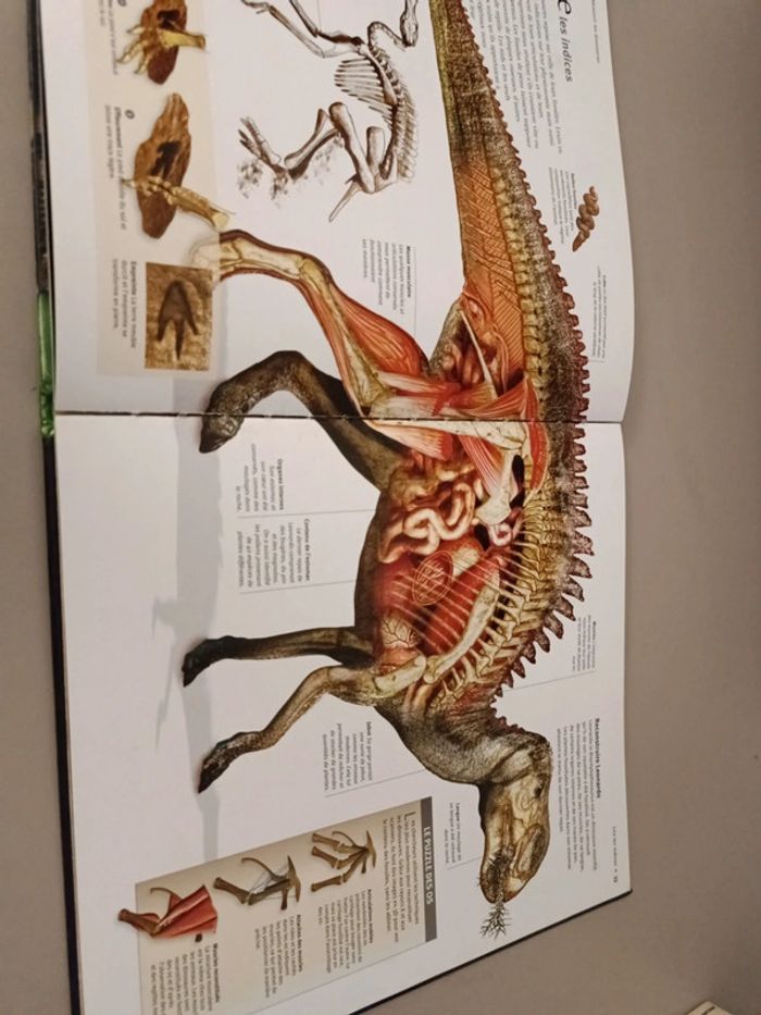 Les dinosaures à la loupe édition France loisirs - photo numéro 11
