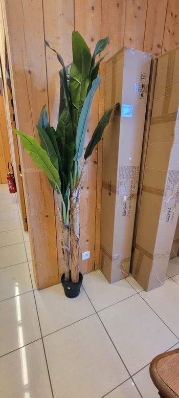 Plante vetre Cilaos compo maison du monde