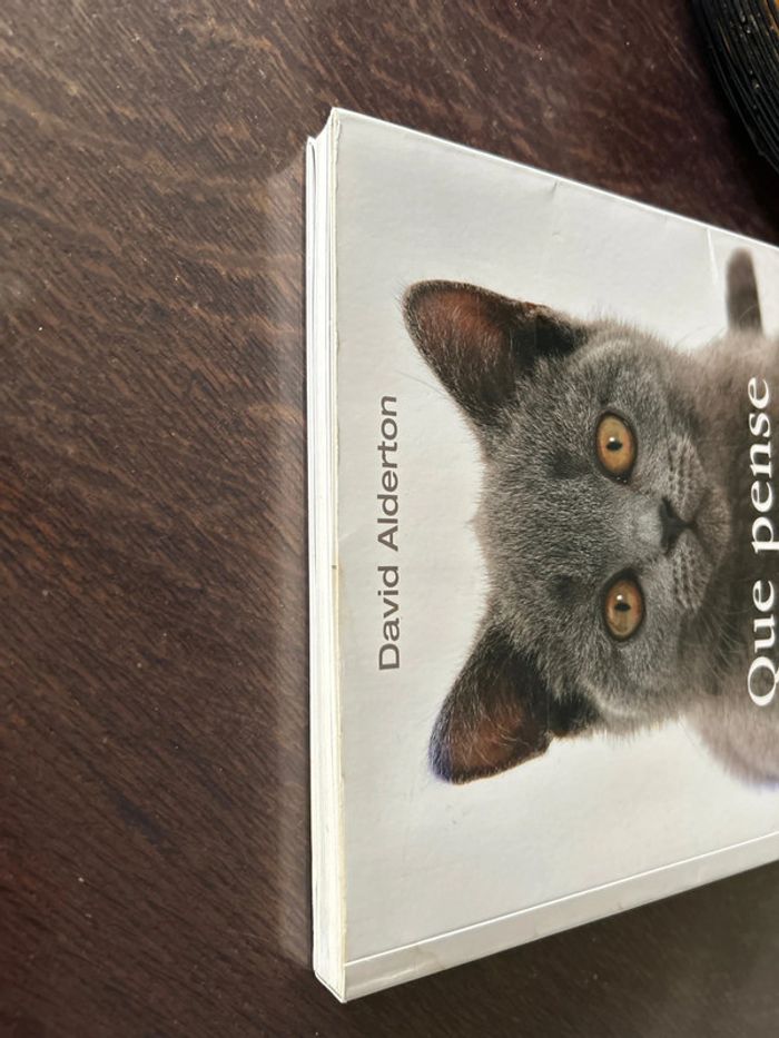 Que pense votre chat? - photo numéro 3