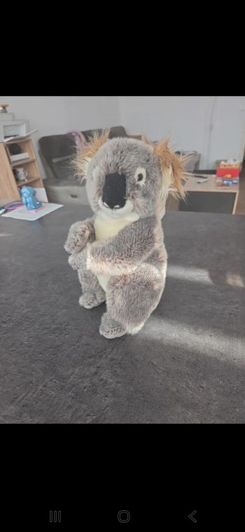 Koala
