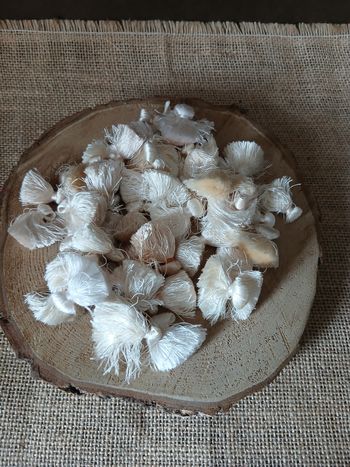 Lot de 50 pompons blanc crème