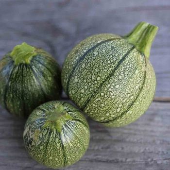 200 graines à semer - COURGETTE Ronde de Nice