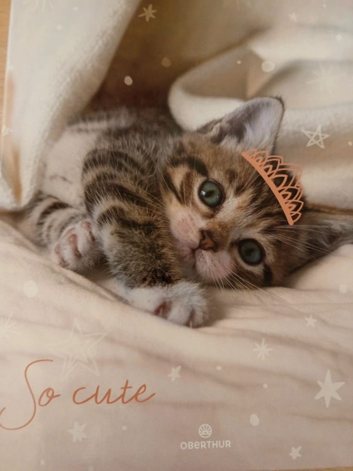 Classeur chat - photo numéro 2