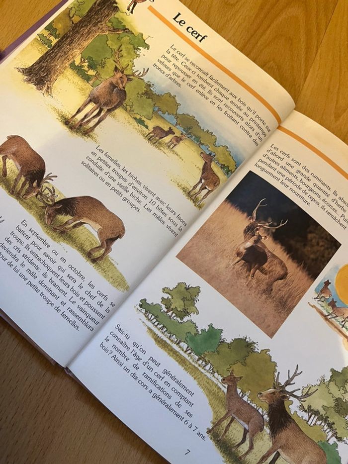 Les animaux de la forêt - photo numéro 2