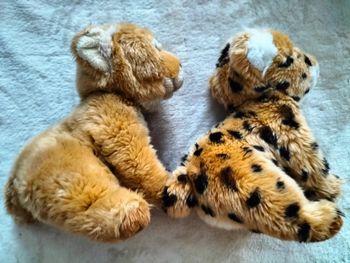 Lot tigre et léopard