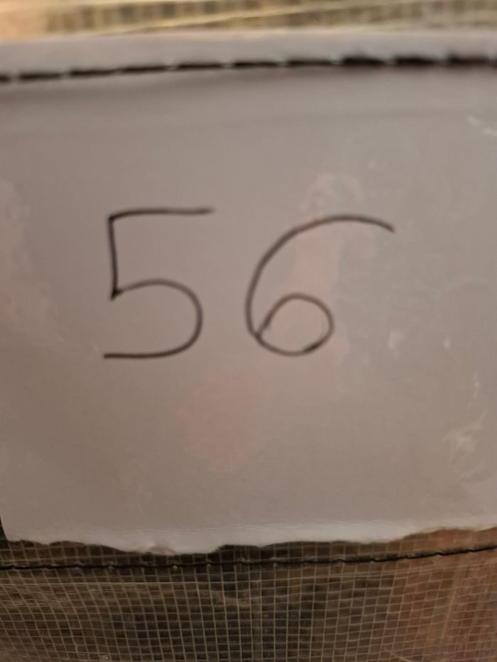 Veste Orchestra 12 ans - photo numéro 9