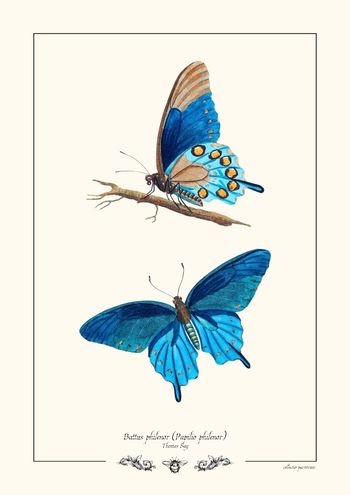 Jolie affiche vintage A4 - Battus philenor