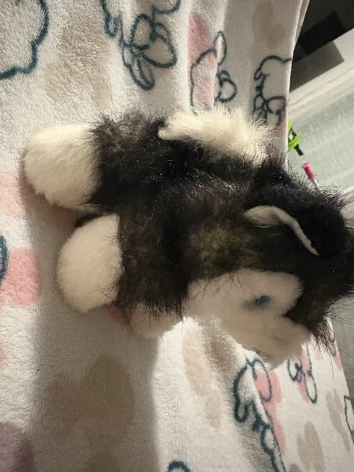 Chien noir et blanc - photo numéro 2