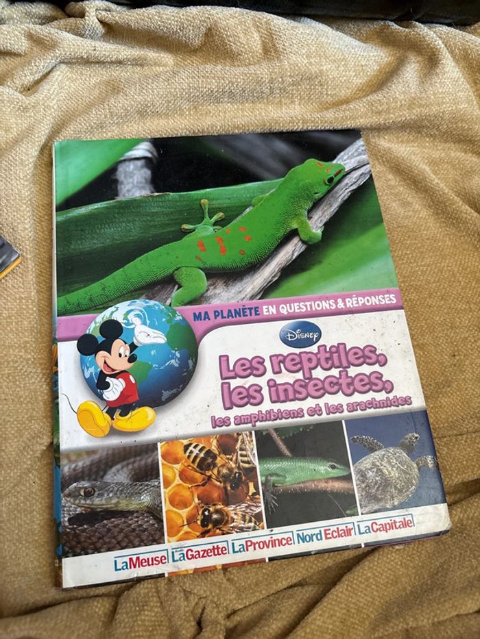 Les reptile les insectes