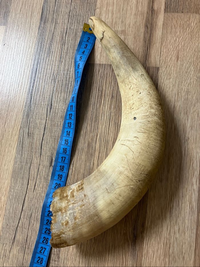 Corne de vache - photo numéro 4