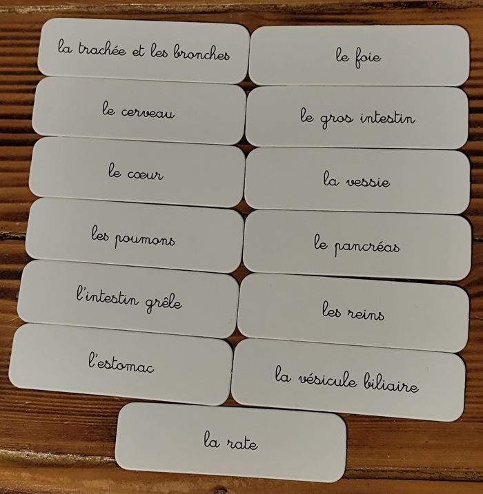 Le kit Montessori pour explorer le corps humain - photo numéro 9