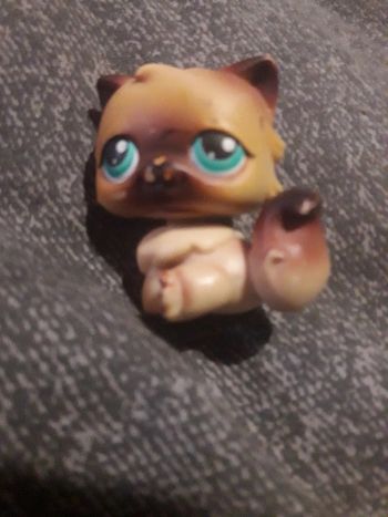 Petshop chat persan  hasbro