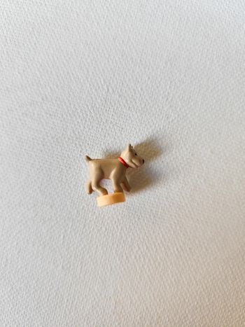 Chien Polly pocket bluebird