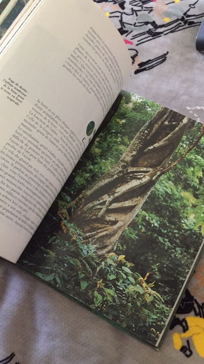 Les Forêts - photo numéro 11