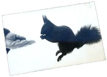 Carte postale ancienne  Animaux de nos Montagnes  L' écureuil