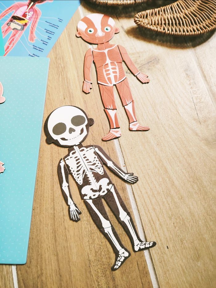 💪Coffret Montessori magnétique le Corp humain - photo numéro 4