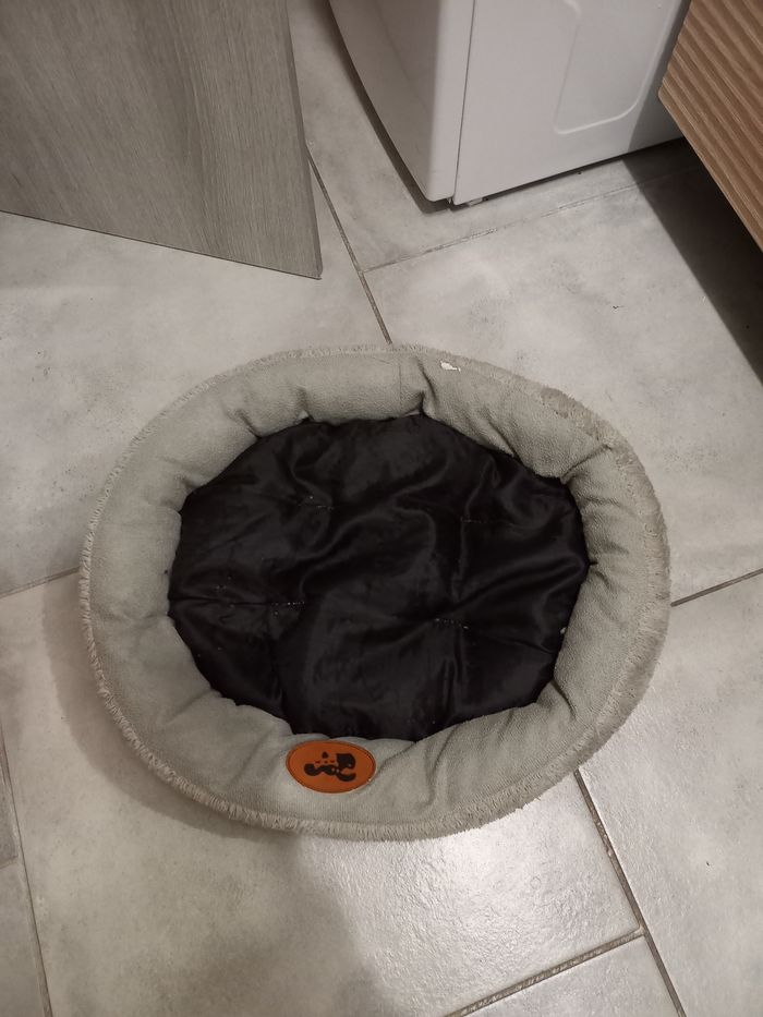Accessoires pour bébé chiot - photo numéro 2