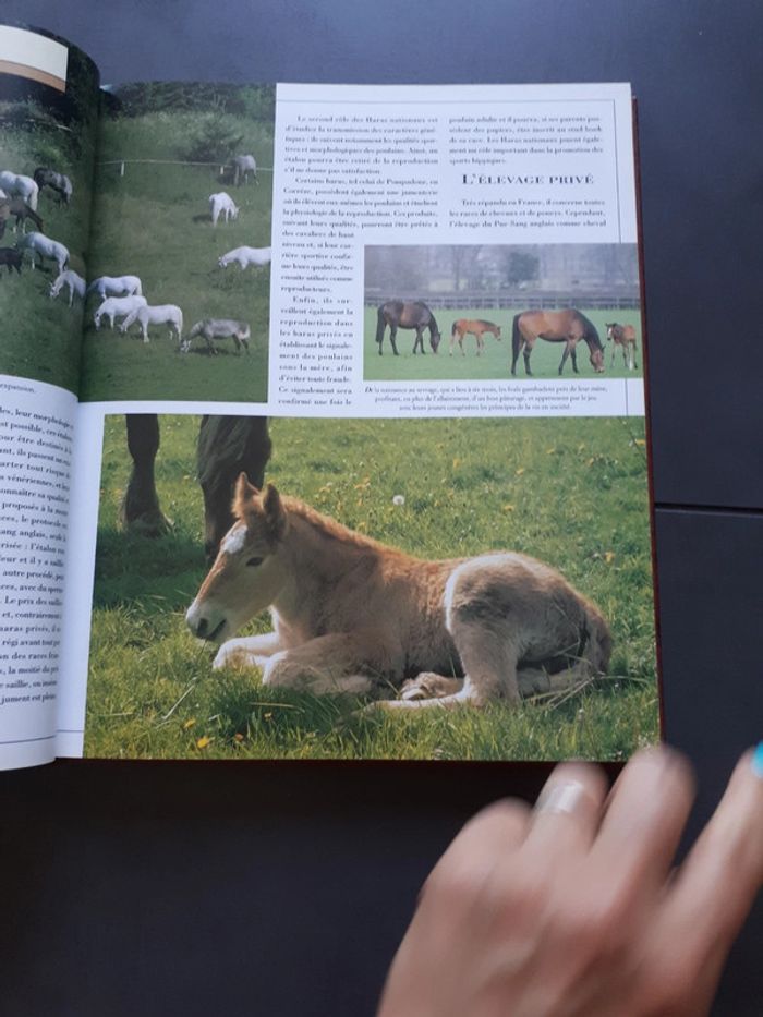 Très beau livre le grand livre des chevaux - photo numéro 7
