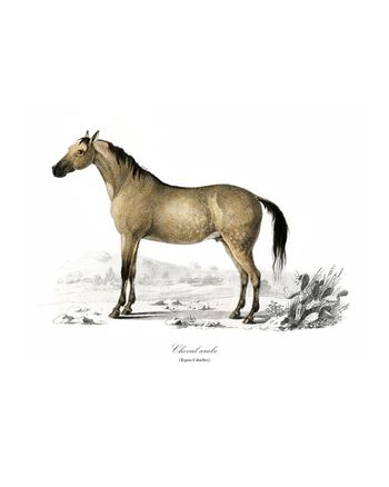 Affiche déco vintage Cheval