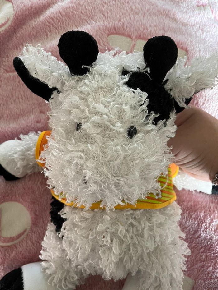 Vache bouclette - photo numéro 3