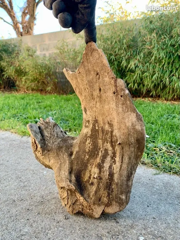 Branche bois 🪵 flotter - photo numéro 2