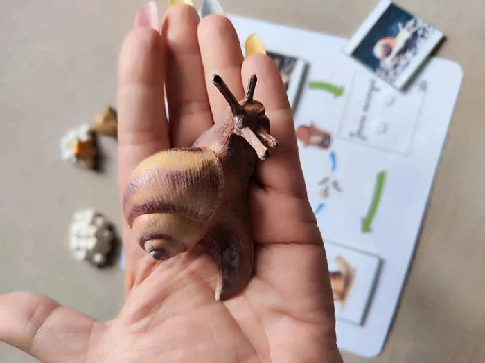Kit cycle de vie d'un escargot Montessori - photo numéro 9