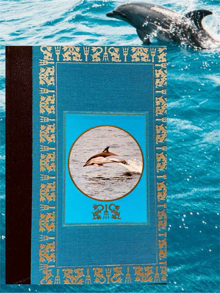 🐬 Les dauphins et la liberté