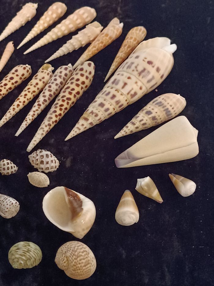 Lot coquillages - photo numéro 2