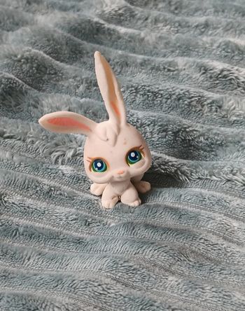 Petshop lapin 3