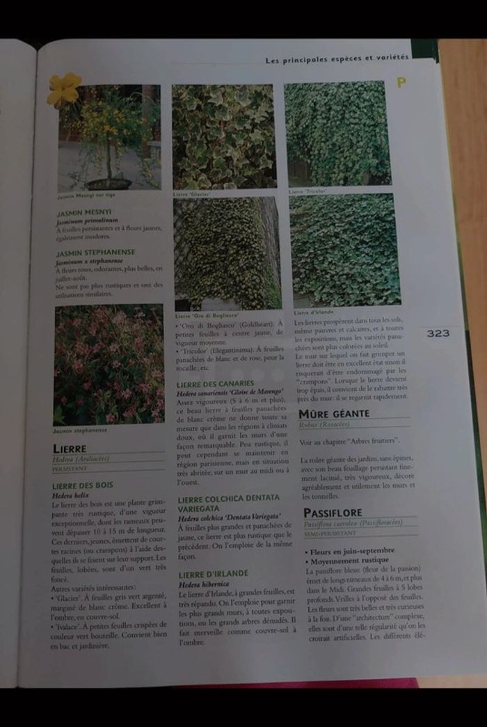 Clause vilmorin - photo numéro 3