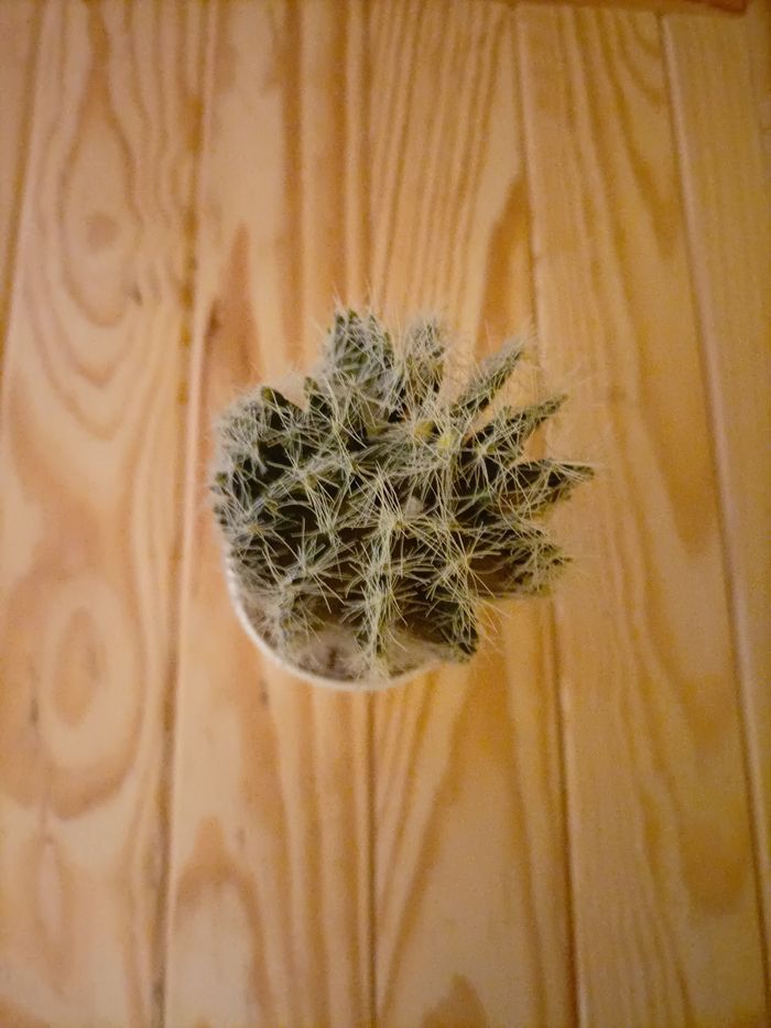 Cactus artificiel réaliste pot blanc laqué - photo numéro 2