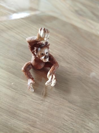 Bébé Orang outan