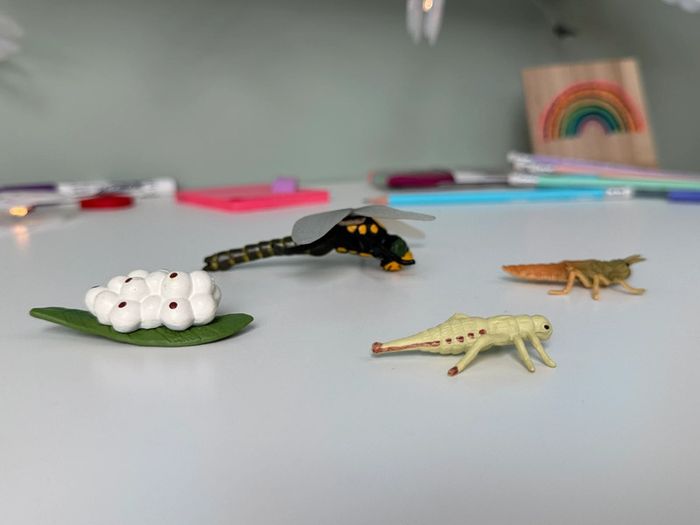 Cycle de vie: Figurines de la Libellule (Langage, sciences.) - photo numéro 11