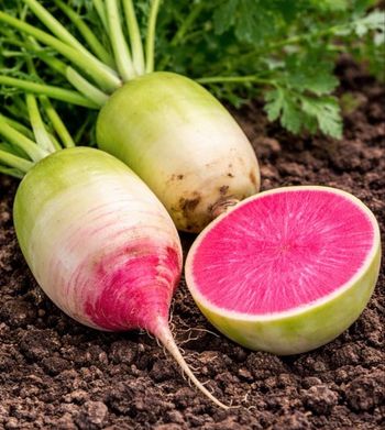 Radis chinois 50 graines 