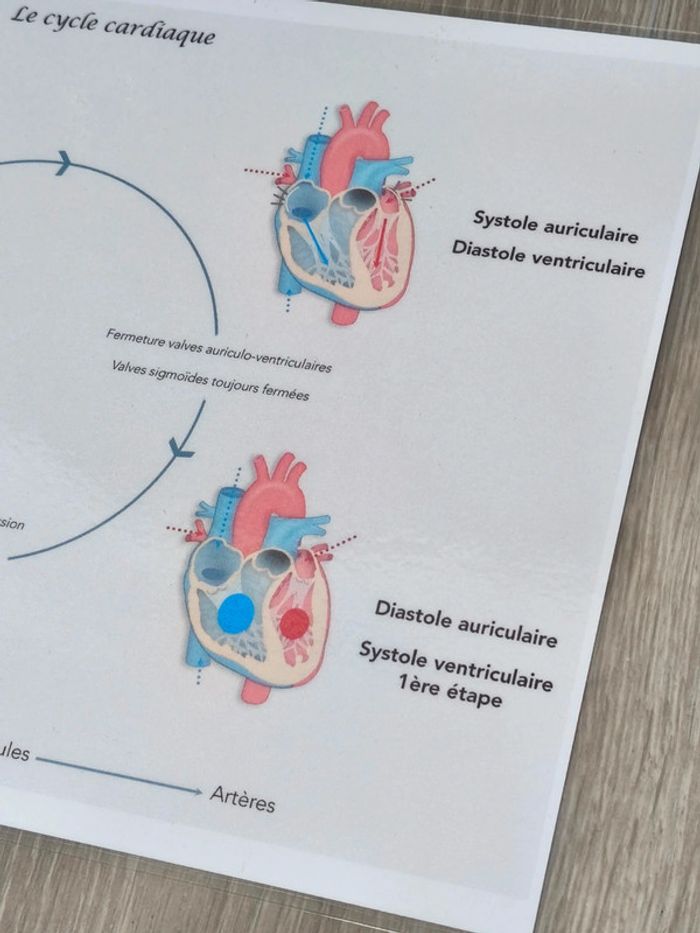 Fiche A4 du cycle cardiaque - photo numéro 3