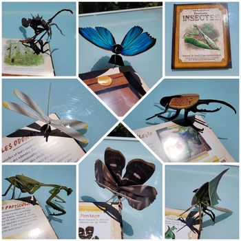 Livre animé avec maquettes Explorama Étonnants Insectes 🐜, journal de bord d'une entomologiste (31)