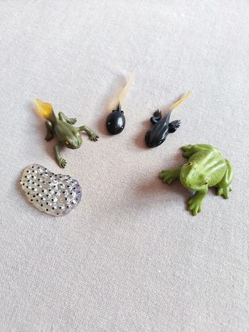 Figurines cycle de vie de la grenouille