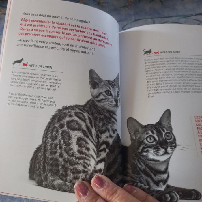 Le guide du chaton - photo numéro 3