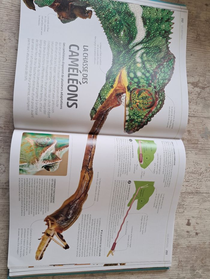 La grande encyclopédie visuelle de la nature - photo numéro 4