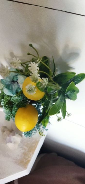 Branche de citronnier