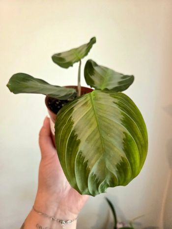 Maranta Silver Band (plante)