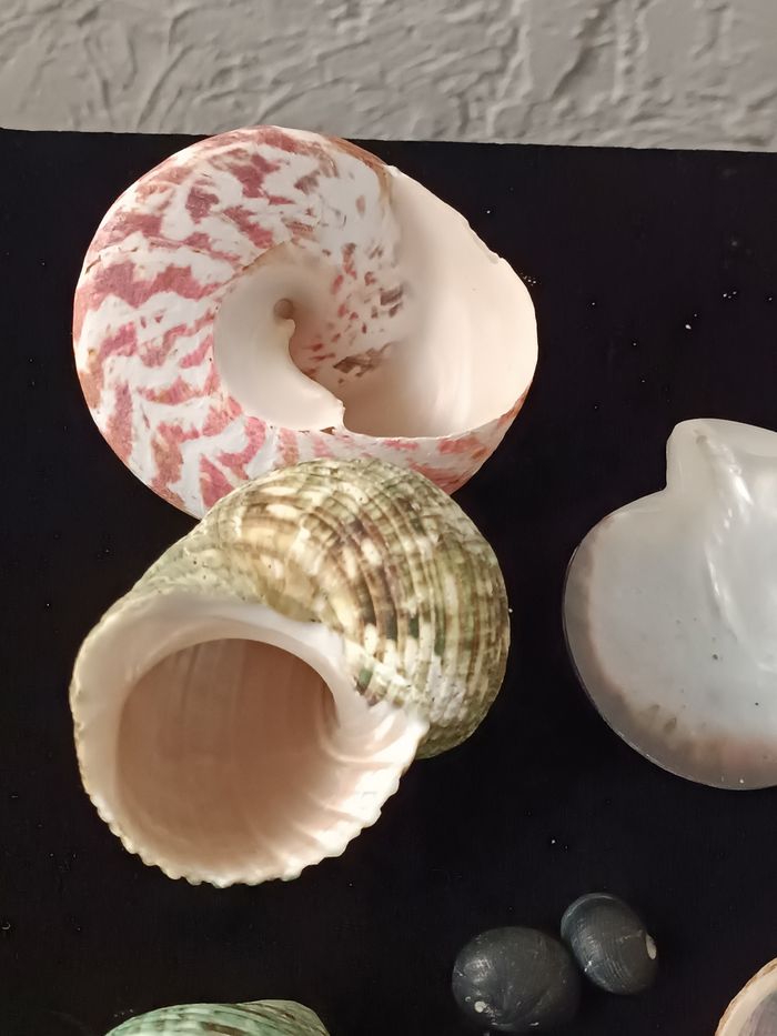 Nacre et autres coquillages - photo numéro 4