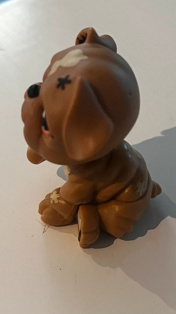 Pet shop bouledogue - photo numéro 2